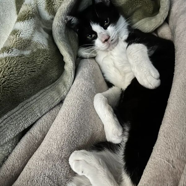 新しい家族のもとへ旅立った猫