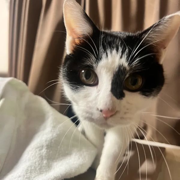 新しい家族のもとへ旅立った猫