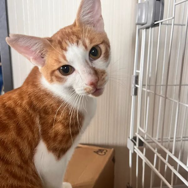 新しい家族のもとへ旅立った猫