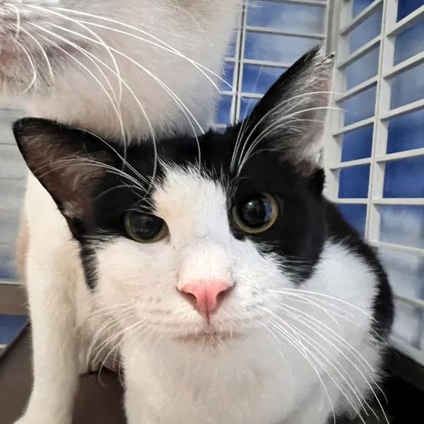 新しい家族のもとへ旅立った猫