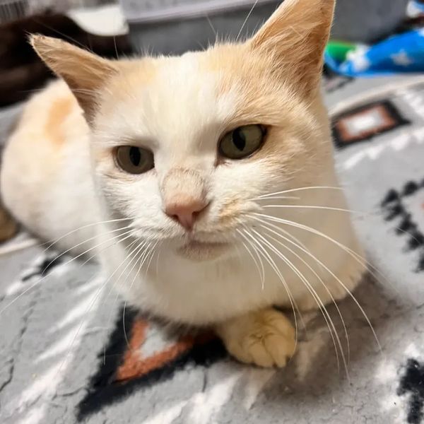 新しい家族のもとへ旅立った猫