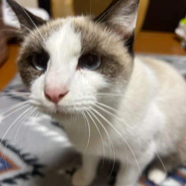 新しい家族のもとへ旅立った猫