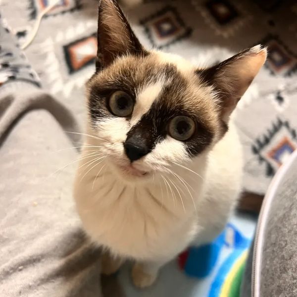 新しい家族のもとへ旅立った猫