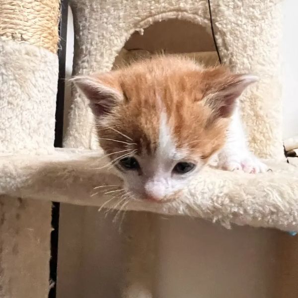 新しい家族のもとへ旅立った猫