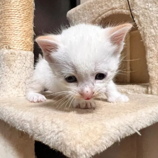 新しい家族のもとへ旅立った猫