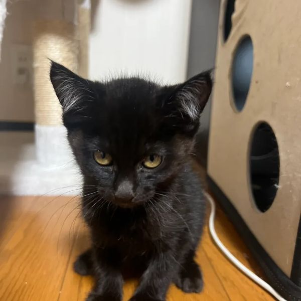 新しい家族のもとへ旅立った猫