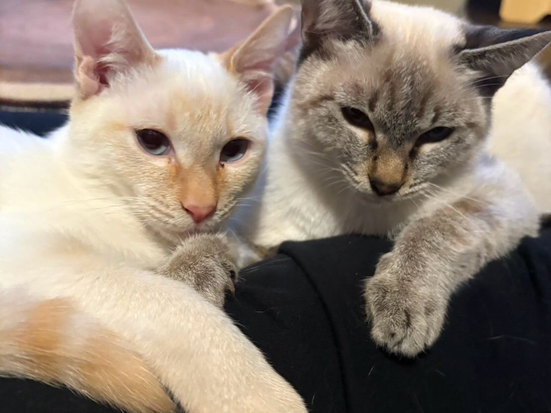 寄り添ってくつろぐ2匹の猫