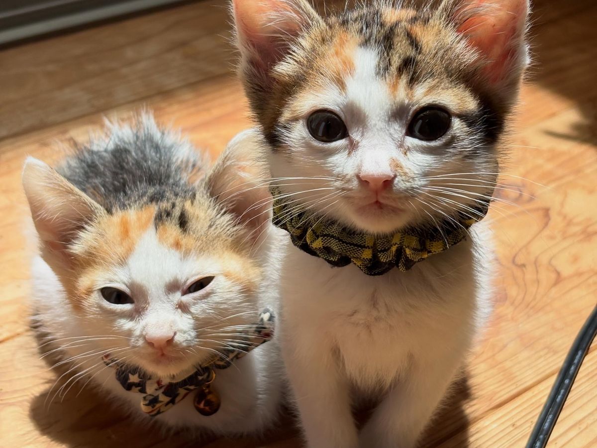 日なたで並んで座る2匹の子猫