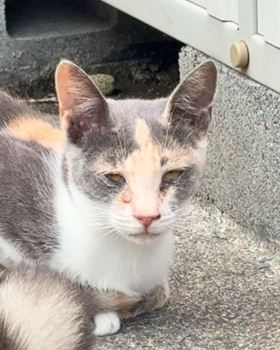 外で暮らす三毛の猫