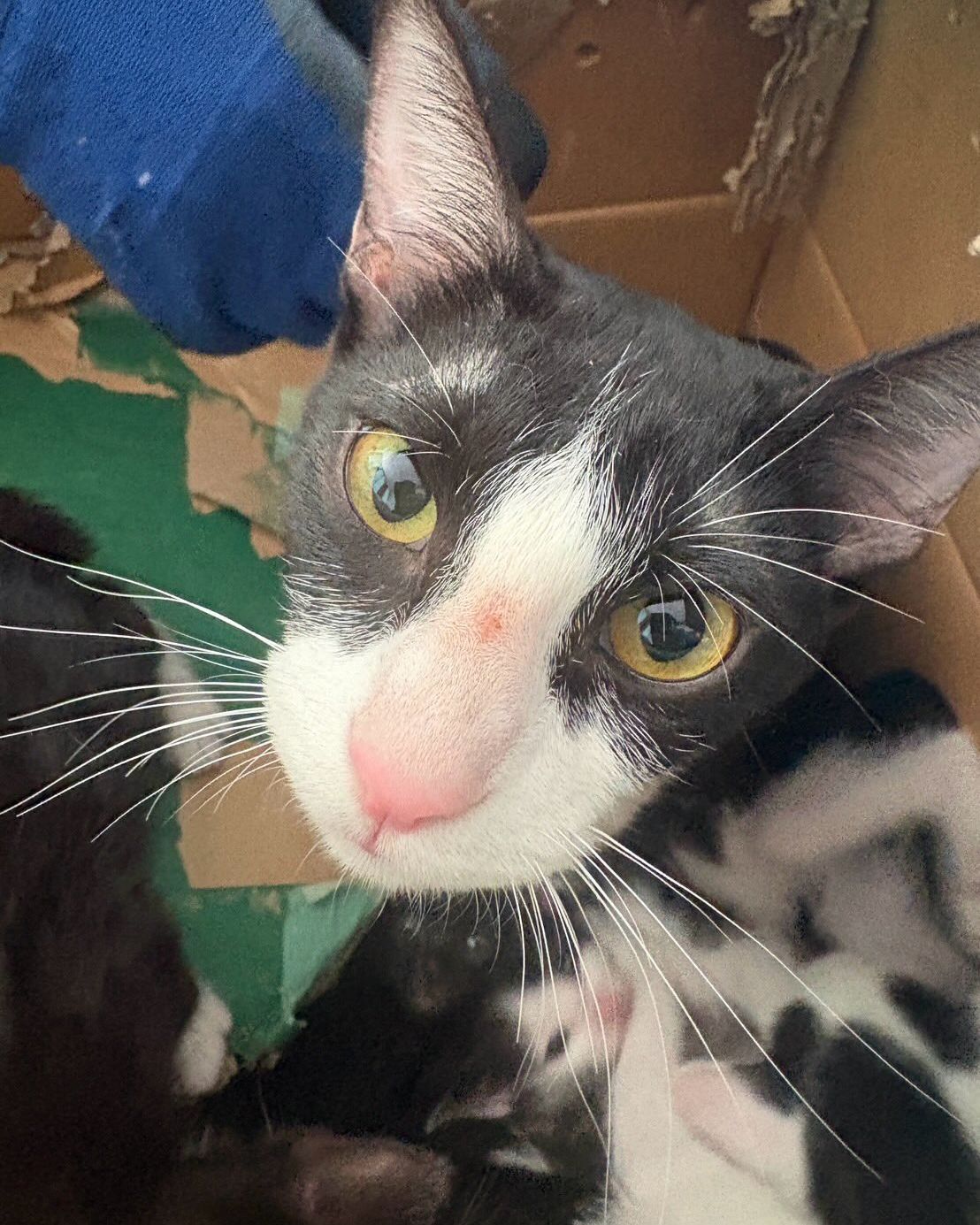 段ボールの中からこちらを見上げる白黒の猫