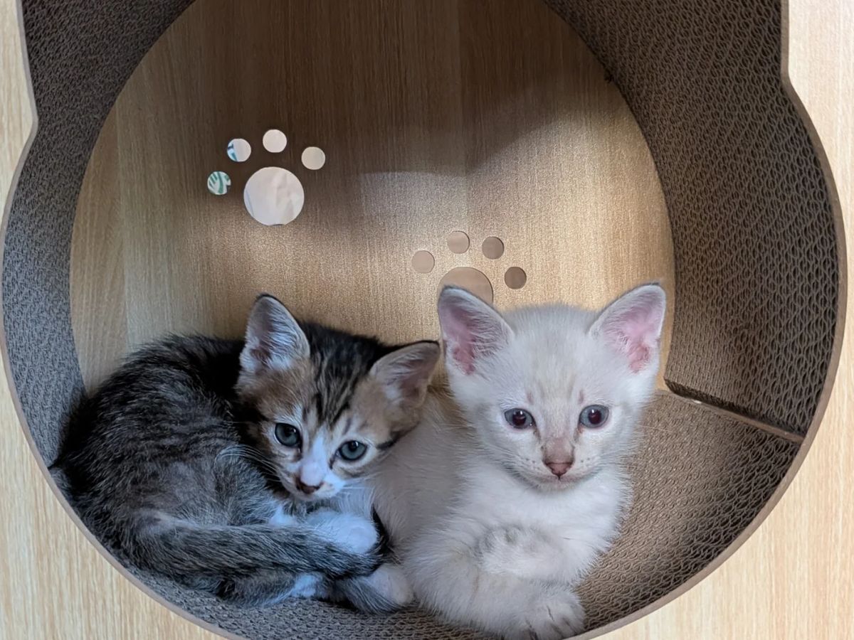 猫の形のベッドで休む2匹の子猫