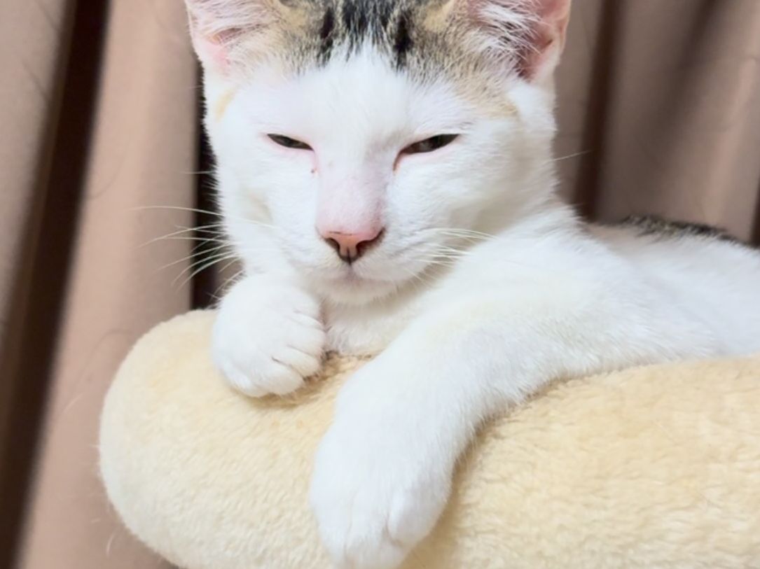 キャットタワーでくつろぐ白い猫
