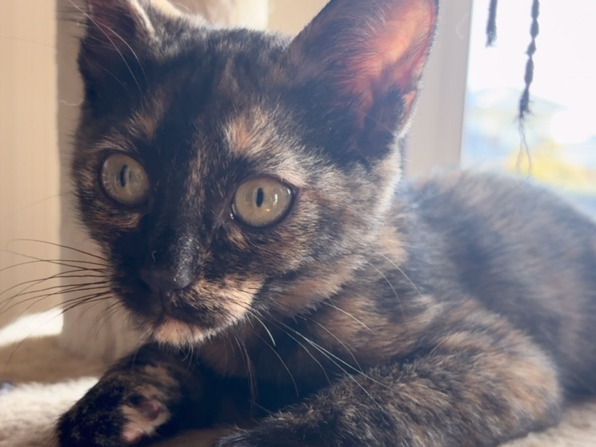 キャットタワーからこちらを見るサビ猫